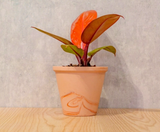 紅帝王蔓綠絨繁殖 紅帝王蔓綠絨繁殖