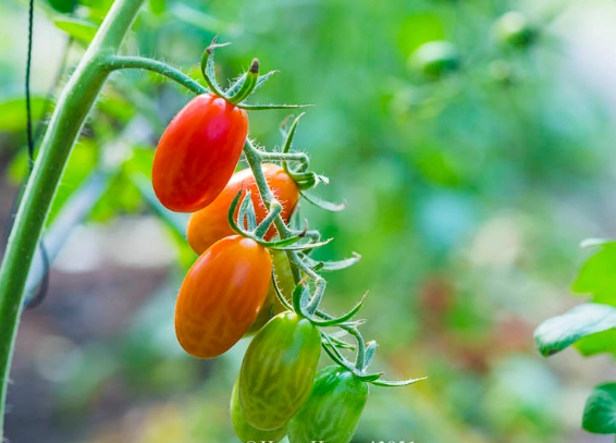 番茄病蟲害防治