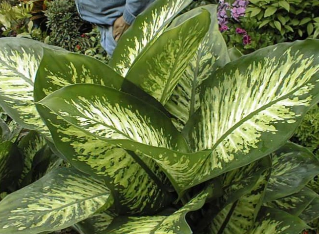 萬年青養護方法 萬年青養護方法