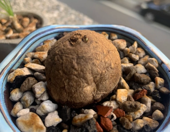 發根劑推薦 發根劑推薦