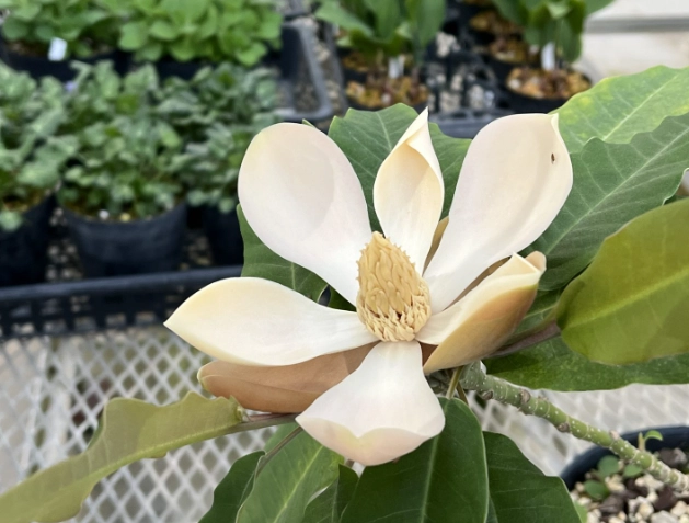 玉蘭花嫁接方法 玉蘭花嫁接方法