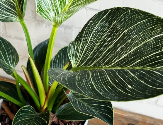 蔓綠絨植物照顧 蔓綠絨植物照顧