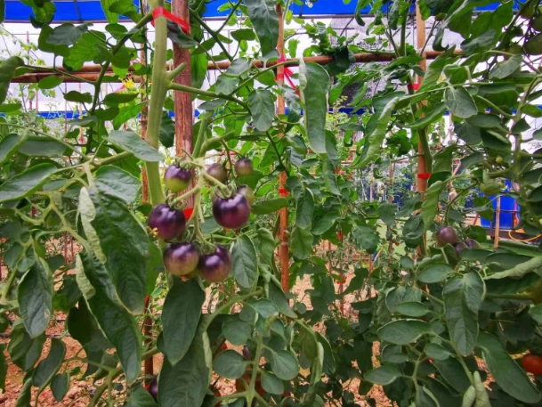 番茄栽培方法 番茄栽培方法