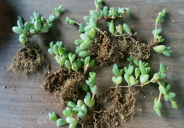 開根劑DIY 開根劑DIY