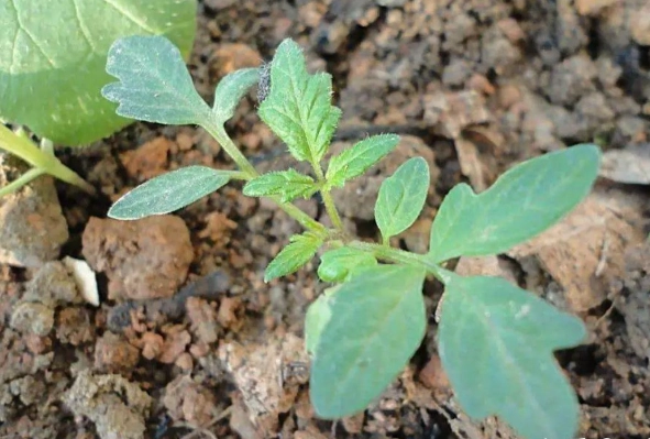 番茄幼苗種植 番茄幼苗種植