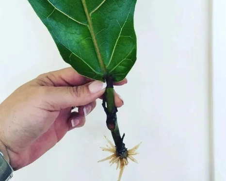 園藝分枝技術 園藝分枝技術