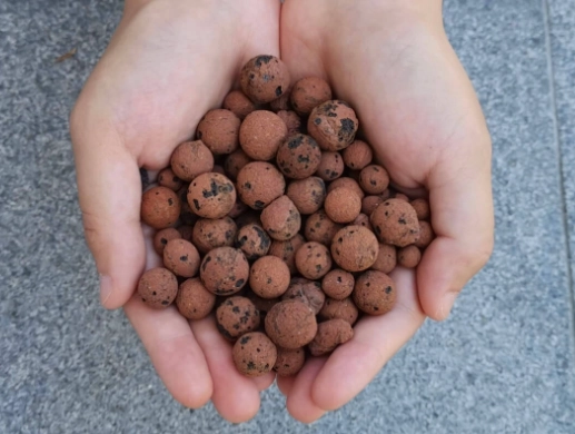 植物爛根處理 植物爛根處理