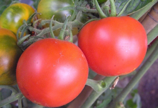 番茄病虫害防治 番茄病虫害防治