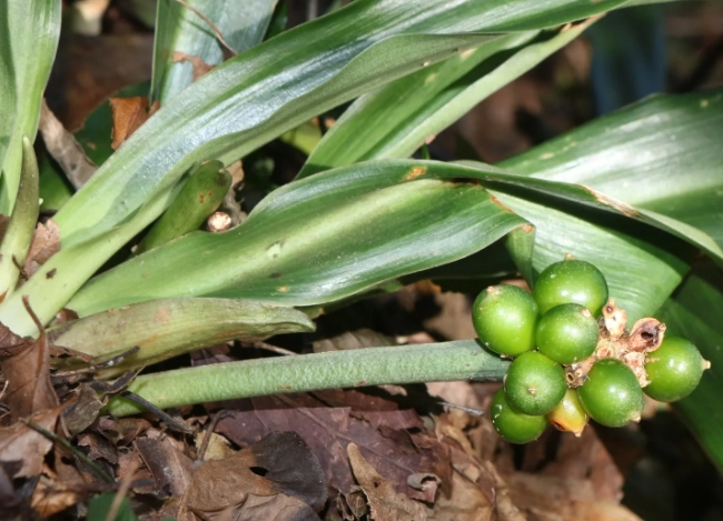 室內植物澆水 室內植物澆水