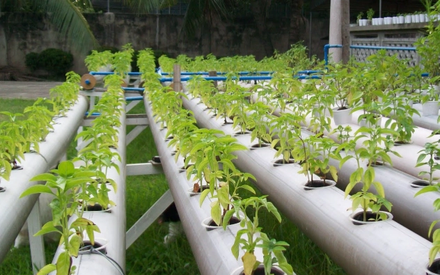 水耕蔬菜種類 水耕蔬菜種類