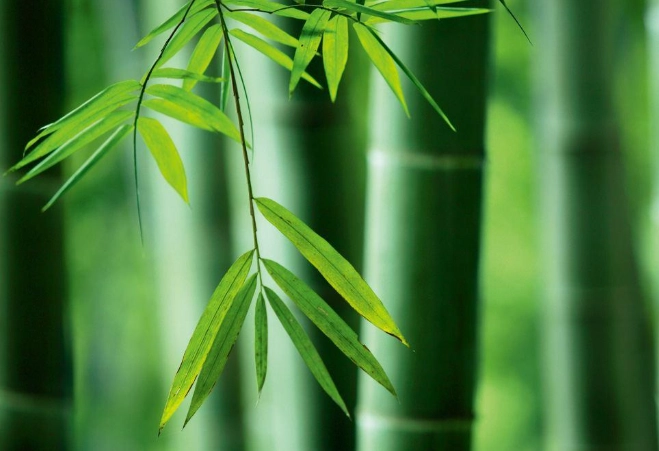 室內植物養護 室內植物養護