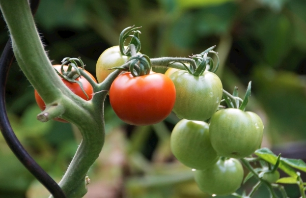 盆栽番茄技巧 盆栽番茄技巧