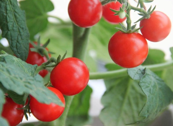 设施栽培技术 设施栽培技术