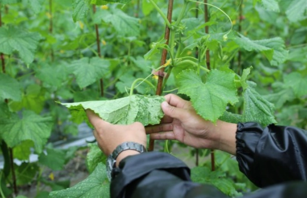 黄瓜黄叶原因 黄瓜黄叶原因