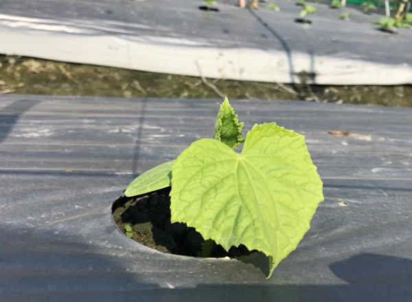 黄瓜叶子发黄怎么办 黄瓜叶子发黄怎么办