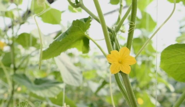 小黃瓜種植方法 小黃瓜種植方法