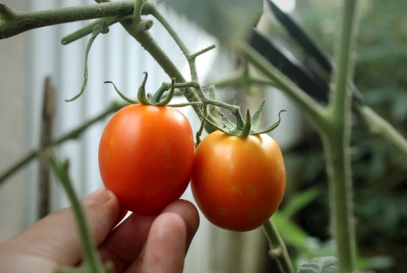 番茄結果期管理