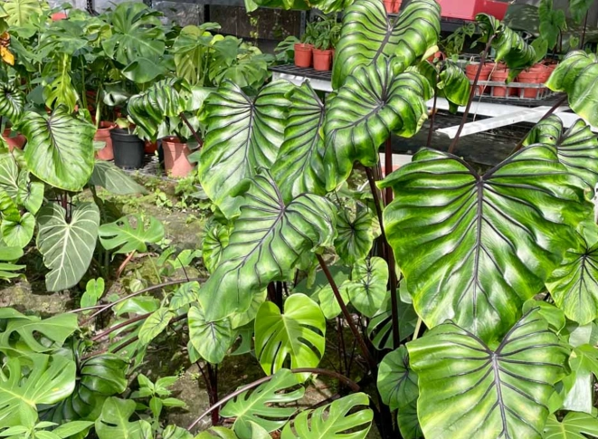 龜背芋爛根處理 龜背芋爛根處理