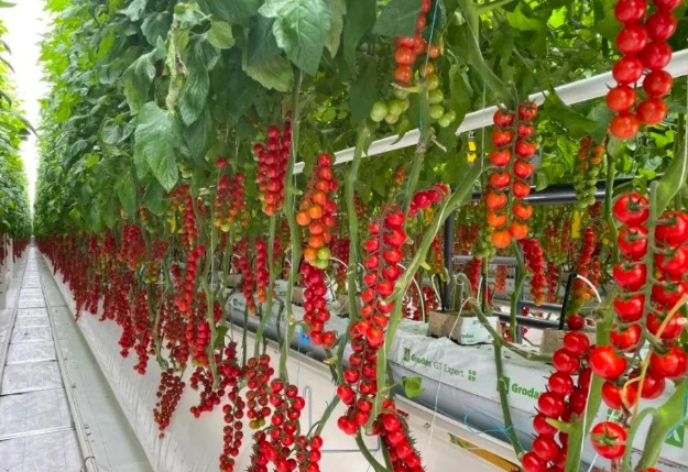 小果番茄健康管理 小果番茄健康管理