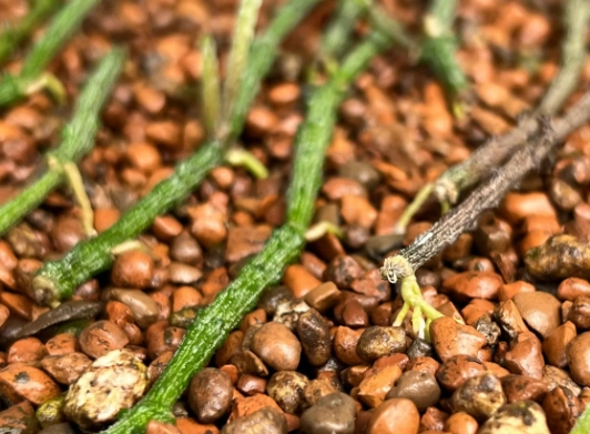 頭髮生長產品 頭髮生長產品