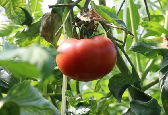 番茄種植光照技巧