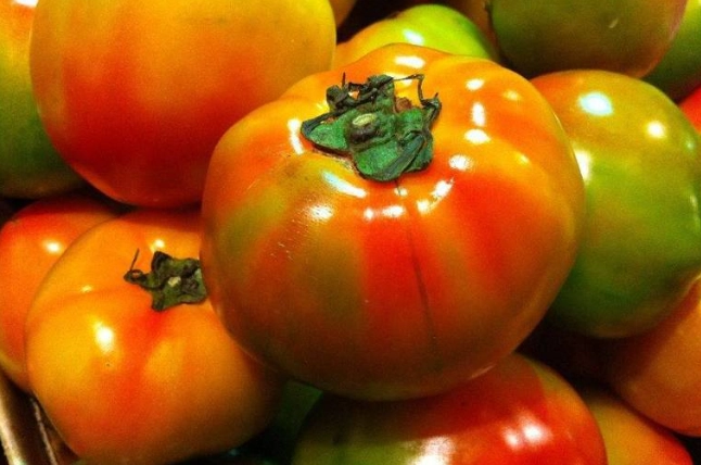 番茄種植時機 番茄種植時機