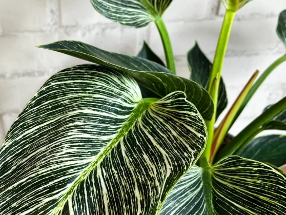 蔓綠絨植物照顧 蔓綠絨植物照顧