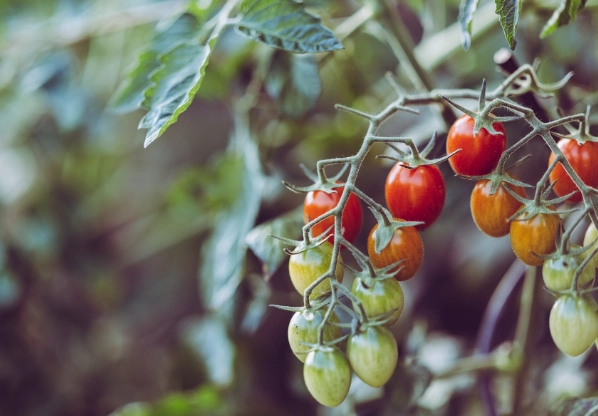 小番茄间距建议 小番茄间距建议