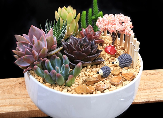 多肉盆推薦