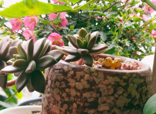 植物根系養護 植物根系養護