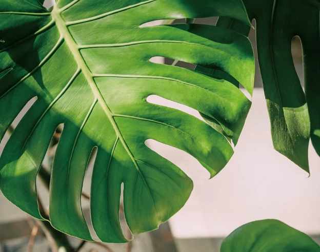 水培龜背芋根部腐爛 水培龜背芋根部腐爛