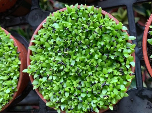 綠鑽植物照顧 綠鑽植物照顧