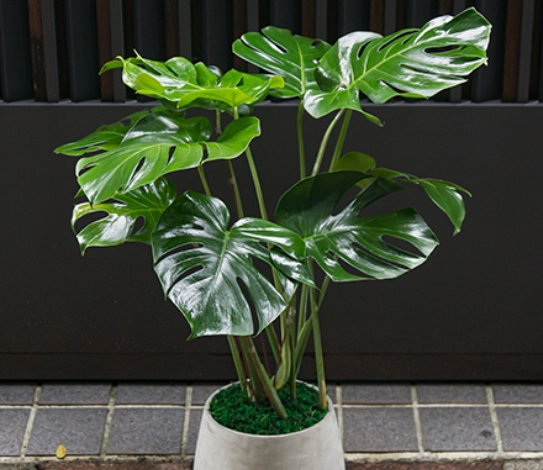 水耕龜背芋步驟