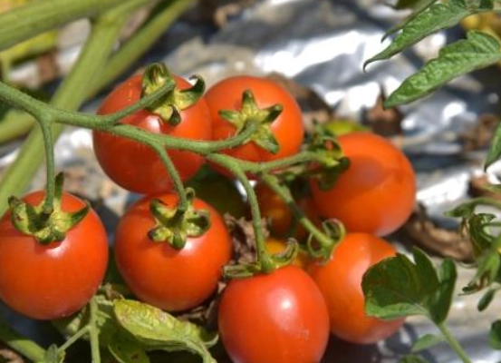 小番茄间距建议 小番茄间距建议