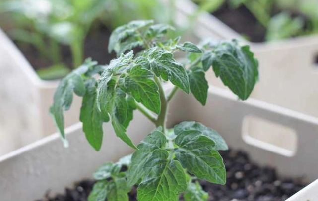 番茄栽培常見問題