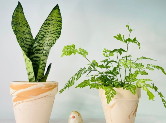 透氣盆栽推薦 透氣盆栽推薦