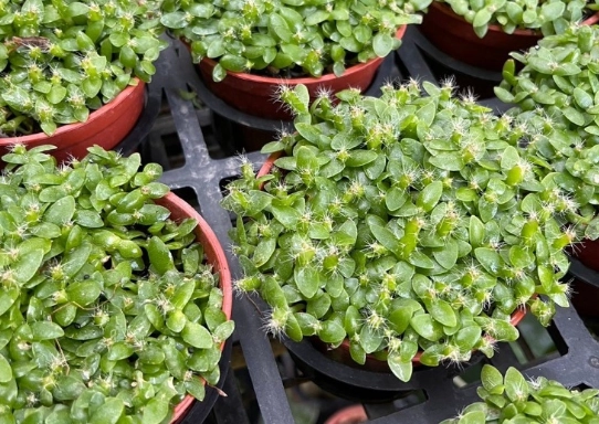 綠鑽植物病害 綠鑽植物病害