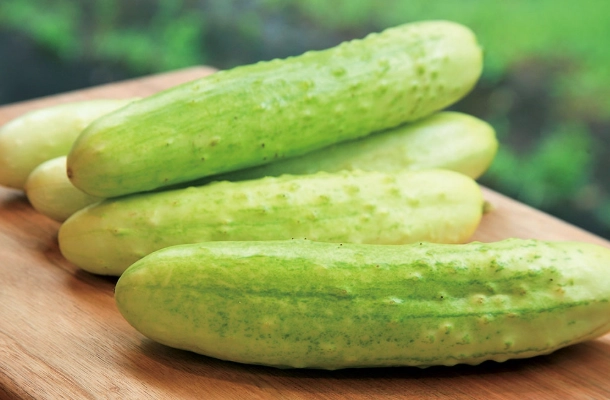 水果胡瓜病蟲害防治 水果胡瓜病蟲害防治