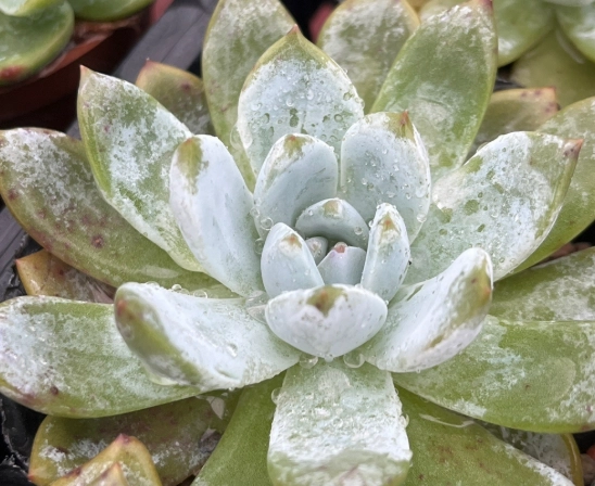 發根劑推薦 發根劑推薦