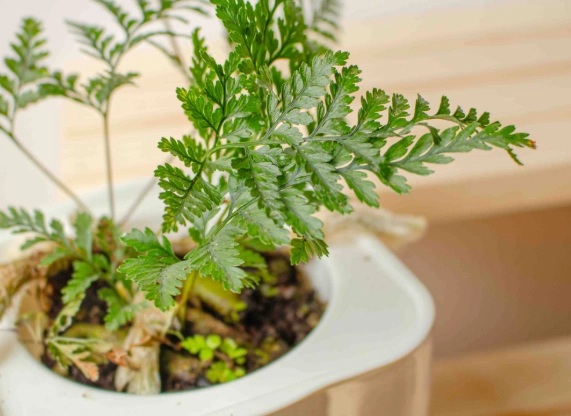 兔腳蕨種植方法