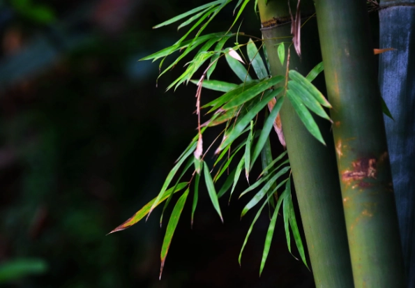竹子葉子變黃原因 竹子葉子變黃原因