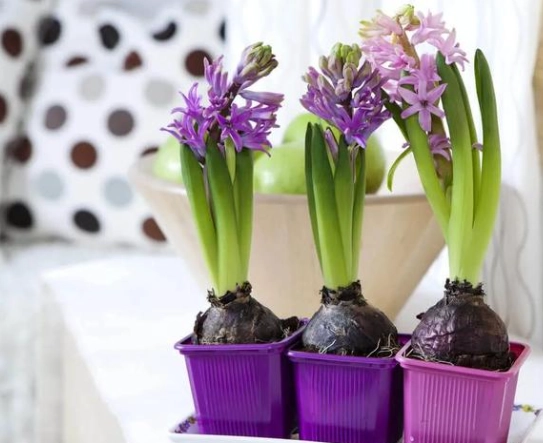 植物養根技巧 植物養根技巧