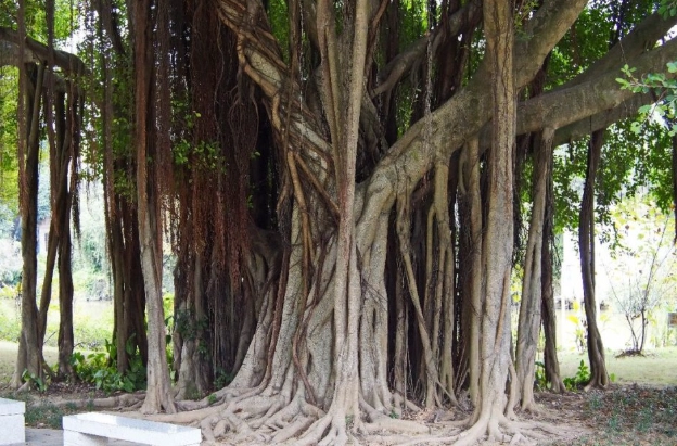 森樹分枝方法 森樹分枝方法