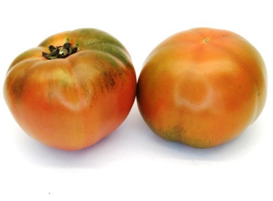 番茄開花不結果