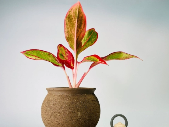 盆栽透氣方法 盆栽透氣方法