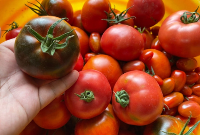 黑柿番茄种植技巧 黑柿番茄种植技巧