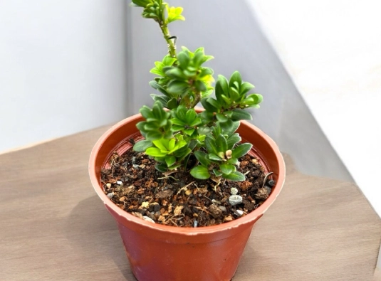 綠鑽植物照顧 綠鑽植物照顧