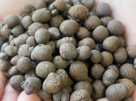 兔腳蕨種植方法