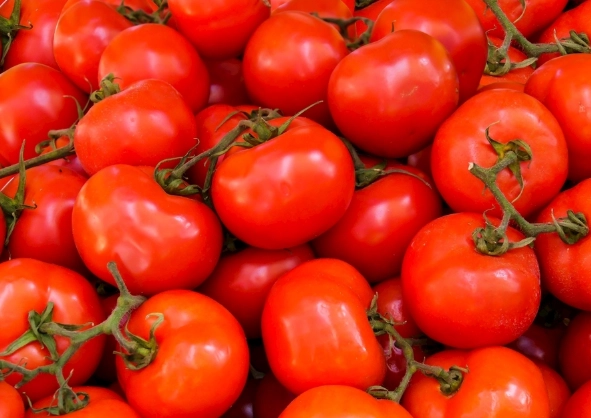 番茄徒長原因 番茄徒長原因