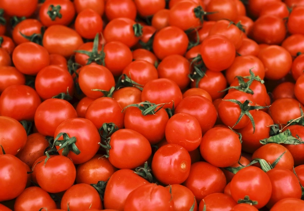 番茄徒長原因 番茄徒長原因